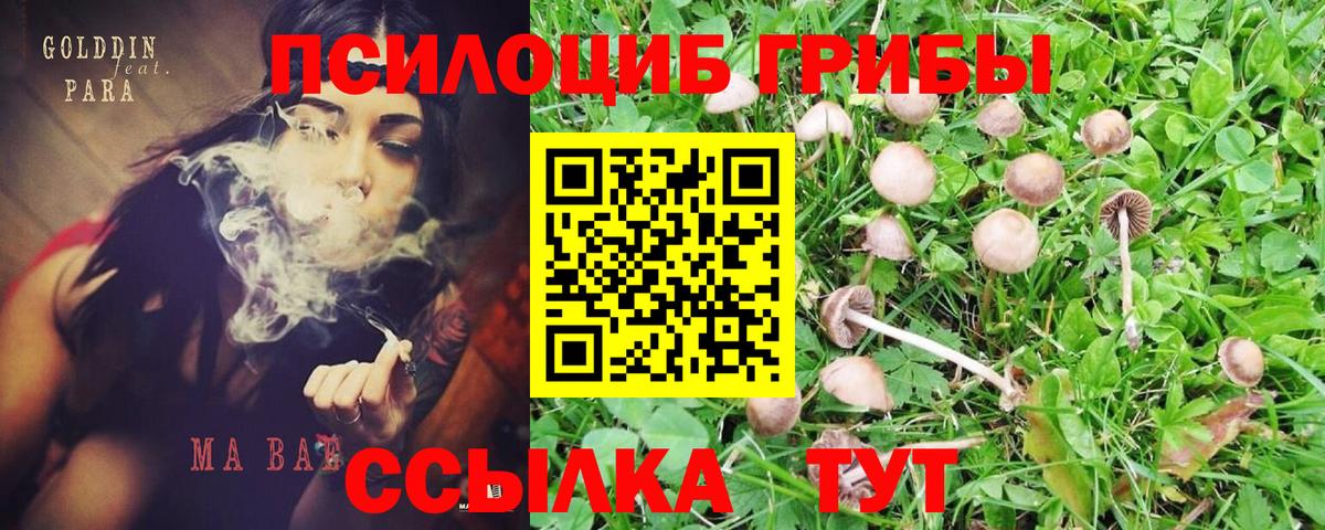 Моршанск  Галлюциногенные грибы Cubensis  Вход с VPN  где найти   Галлюциногенные грибы мицелий 